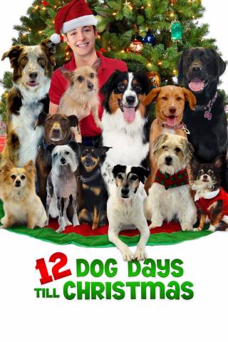 12 Dog Days Till Christmas